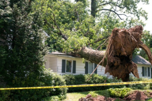 Emergency Tree Removal Services in Sugar Land - Call 281-595-8721 24/7