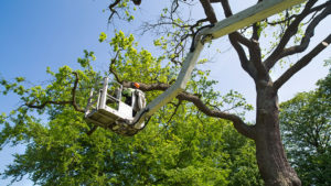 Tree Trimming Services in Sugar Land, Texas - 281-595-8721
