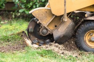 Stump Grinding and Stump Removal in Sugar Land - Sugar Land Stump Grinding
